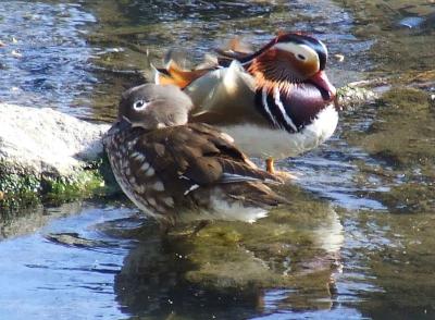 Прикрепленное изображение: su3.jpg
